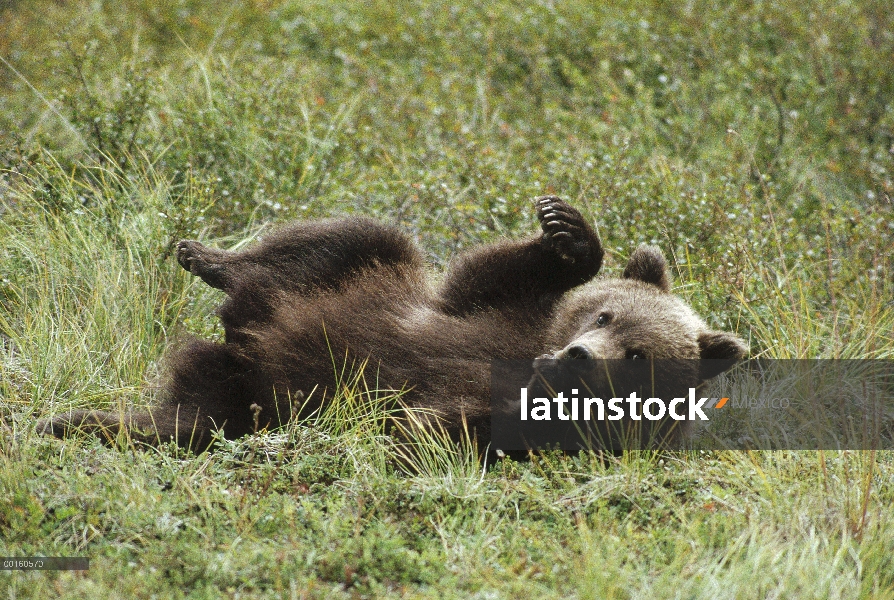 Cub de oso pardo (Ursus arctos horribilis) jugando en hierba, Parque Nacional de Denali y Preserve, 