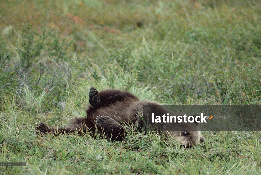 Cub de oso pardo (Ursus arctos horribilis) jugando en hierba, Parque Nacional de Denali y Preserve, 