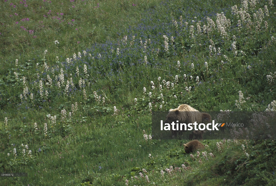 Oso Grizzly (Ursus arctos horribilis) madre y cachorros descansando en el Prado, Parque Nacional de 