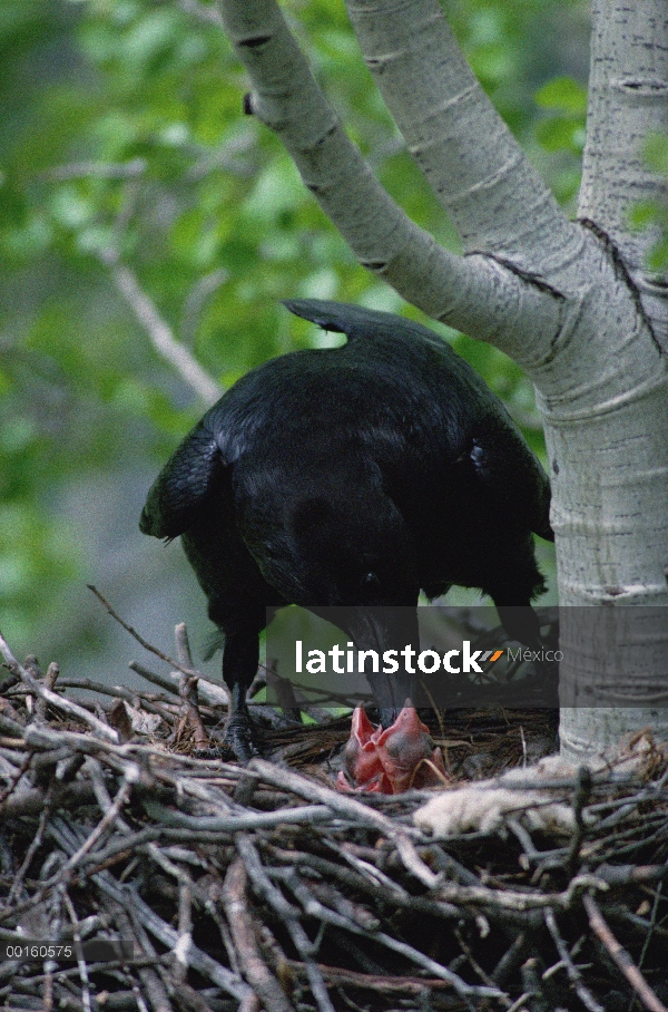 Padre de cuervo (Corvus corax) común alimentar su semana pollitos en su nido, Idaho