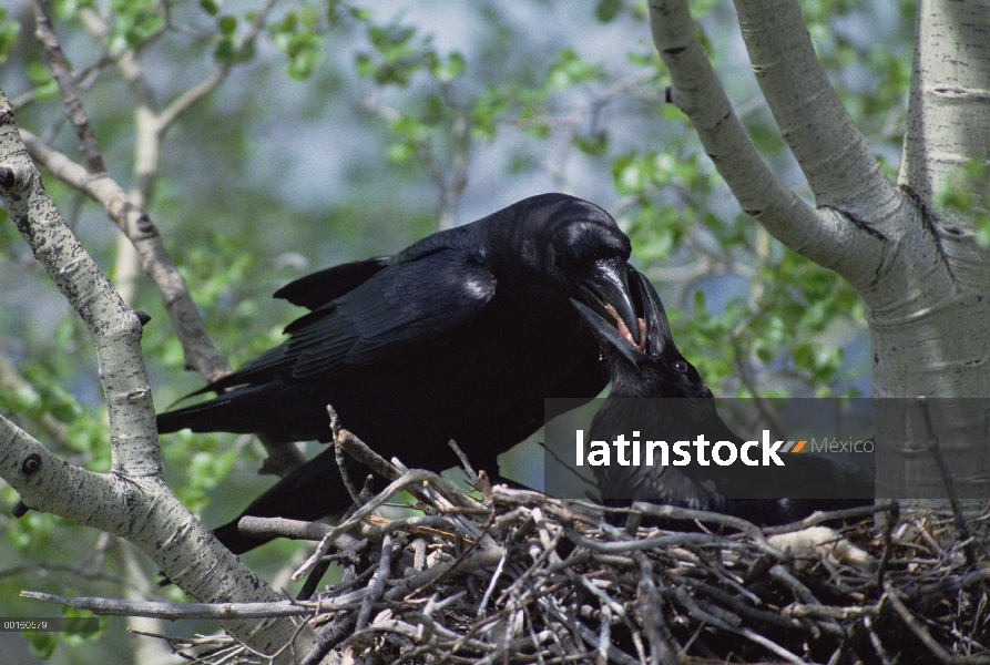 Cuervo común (Corvus corax) alimentan a su compañero como incuba huevos en su nido, Idaho