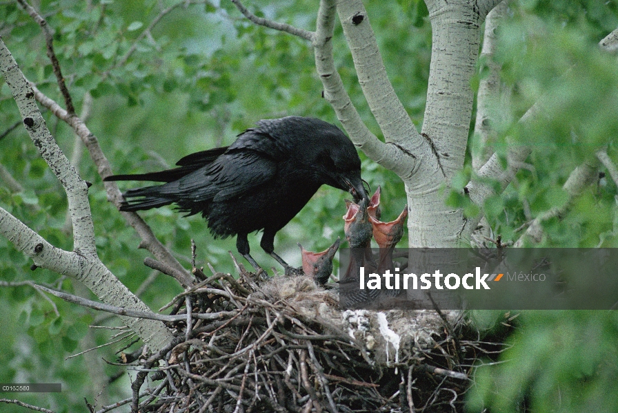 Padre de cuervo (Corvus corax) común alimentar su semana pollitos en su nido, Idaho