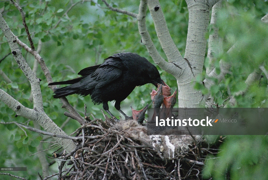 Padre de cuervo (Corvus corax) común alimentar su semana pollitos en su nido, Idaho