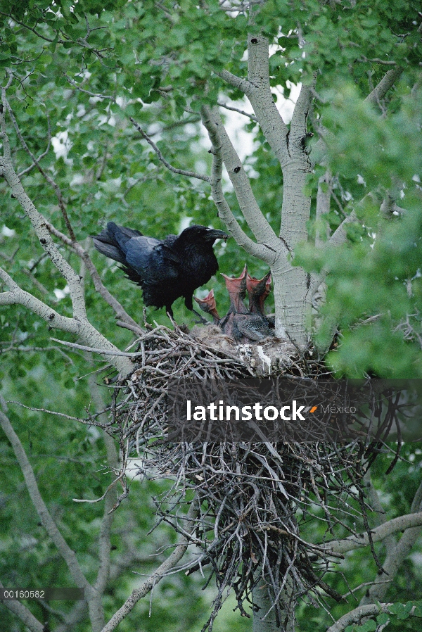 Padre de cuervo (Corvus corax) común alimentar su semana pollitos en su nido, Idaho