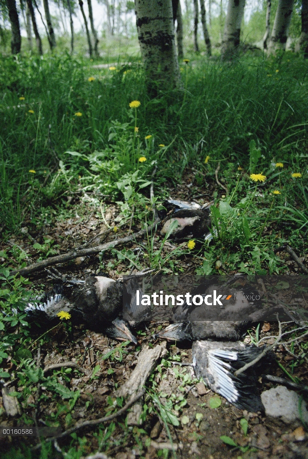 Común Cuervo (Corvus corax) muertos grupo tendido en el suelo debajo de su nido, tal vez picoteó a l