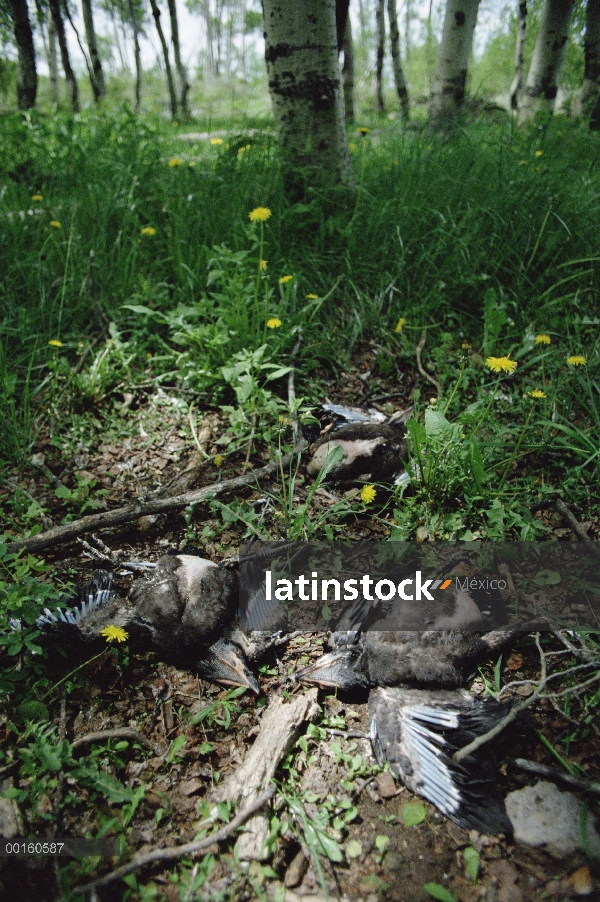 Común Cuervo (Corvus corax) muertos grupo tendido en el suelo debajo de su nido, tal vez picoteó a l