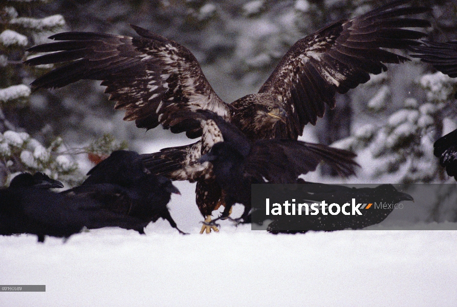 Grupo común de cuervo (Corvus corax) y un juvenil el águila calva (Haliaeetus leucocephalus) pelean 