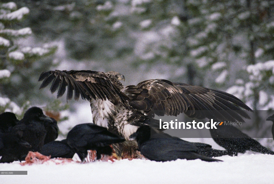 Grupo común de cuervo (Corvus corax) y un juvenil el águila calva (Haliaeetus leucocephalus) pelean 