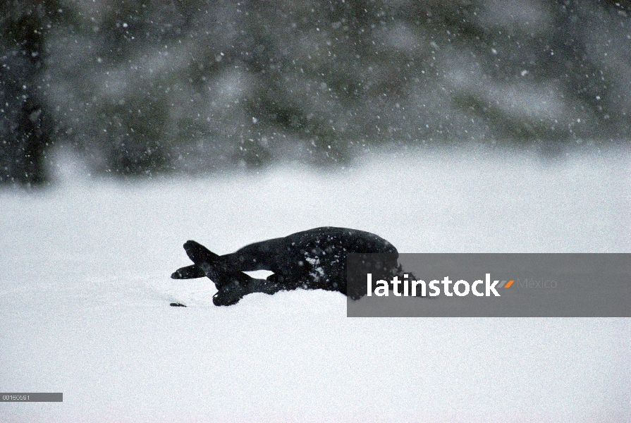 Cuervo común (Corvus corax) bañarse en nieve fresca después de alimentarse de un cadáver de ciervo, 