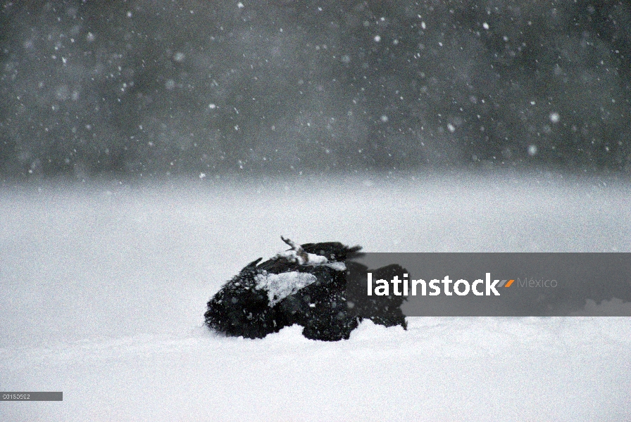 Cuervo común (Corvus corax) bañarse en nieve fresca después de alimentarse de un cadáver de ciervo, 