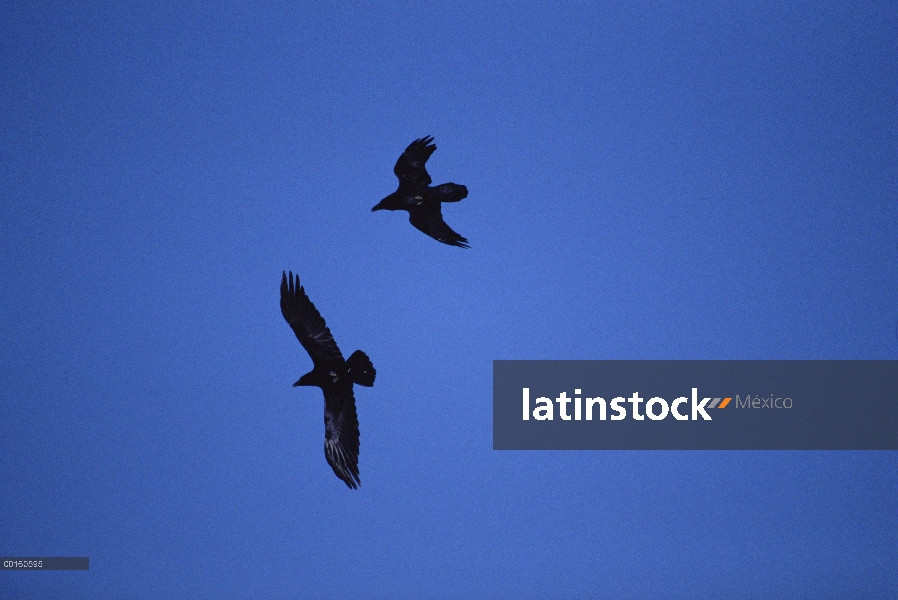 Cuervo común (Corvus corax) grupo de batalla aérea, vuelo de derechos territoriales, el Parque Nacio