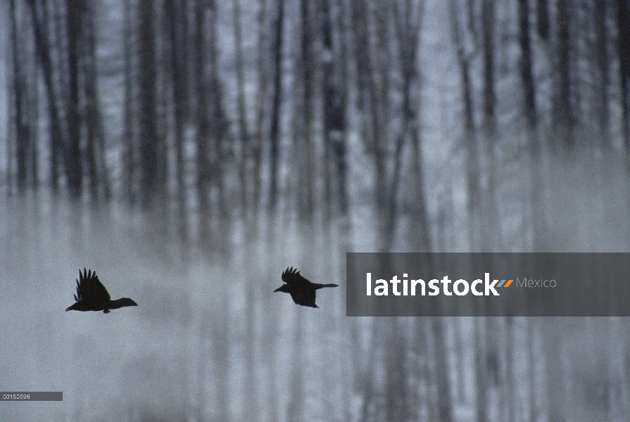 Grupo común de cuervo (Corvus corax) en la batalla aérea por derechos territoriales, el Parque Nacio