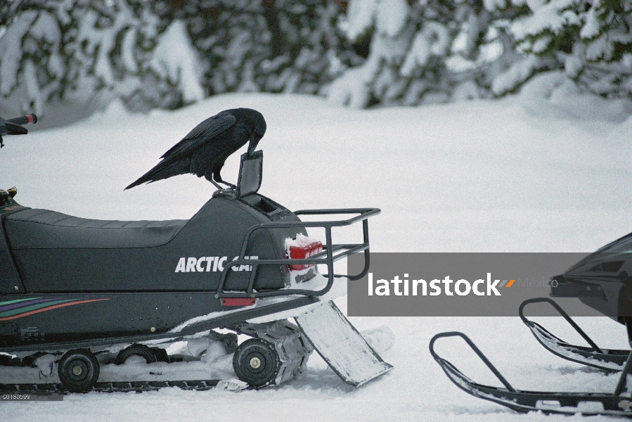 Cuervo común (Corvus corax) utilizando su pico para abrir el compartimiento de almacenamiento de una