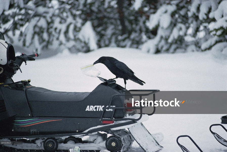 Cuervo común (Corvus corax) retirar una bolsa de plástico del compartimiento de almacenamiento de un