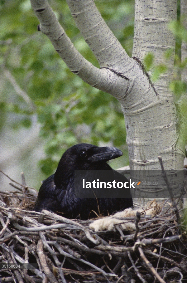 Común Cuervo (Corvus corax) incubando los huevos en su nido, Idaho