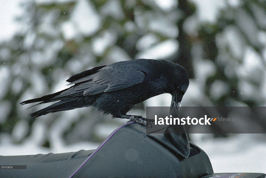 Cuervo común (Corvus corax) utilizando su pico para abrir el compartimiento de almacenamiento de una