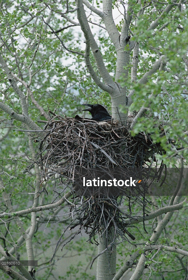 Común Cuervo (Corvus corax) incubando los huevos en su nido, Idaho