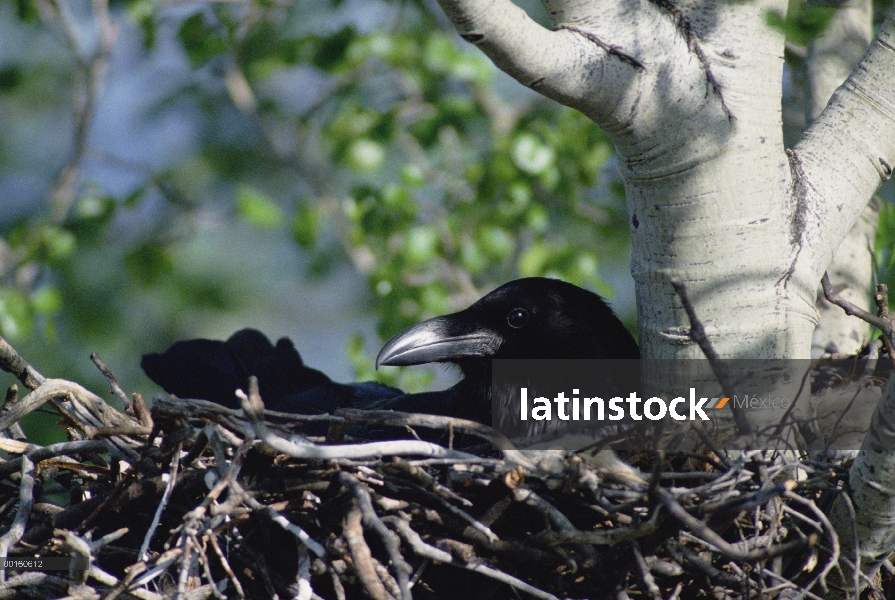 Común Cuervo (Corvus corax) incubando los huevos en su nido, Idaho