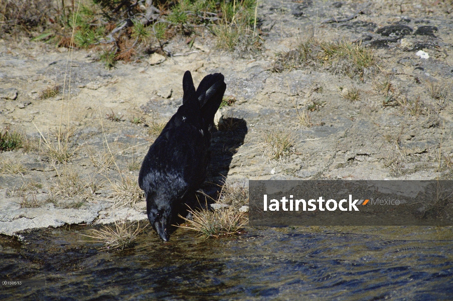 Cuervo común (Corvus corax) bebiendo de un arroyo, Parque Nacional de Yellowstone, Wyoming