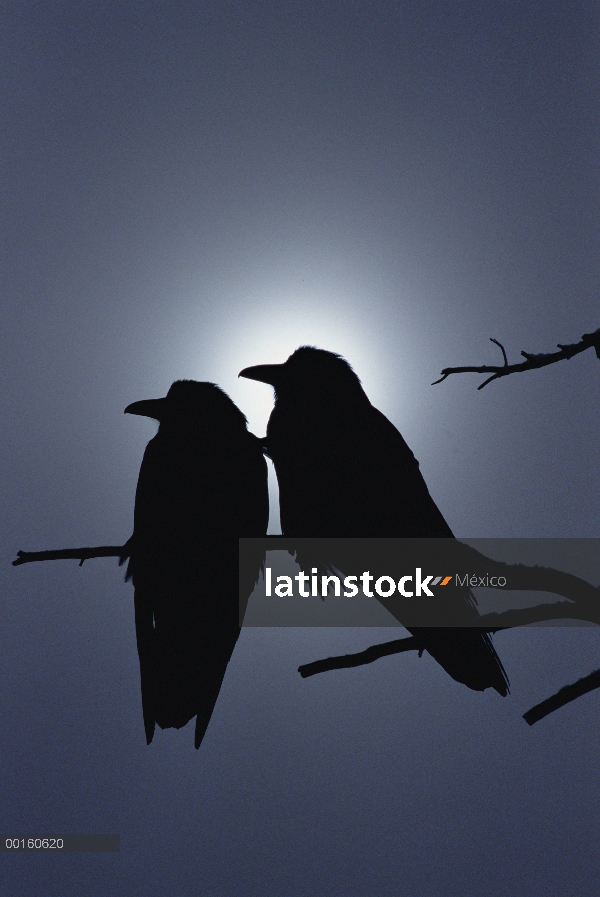 Común par de cuervo (Corvus corax), perchado en una rama, iluminado por la luz solar filtrada, Améri