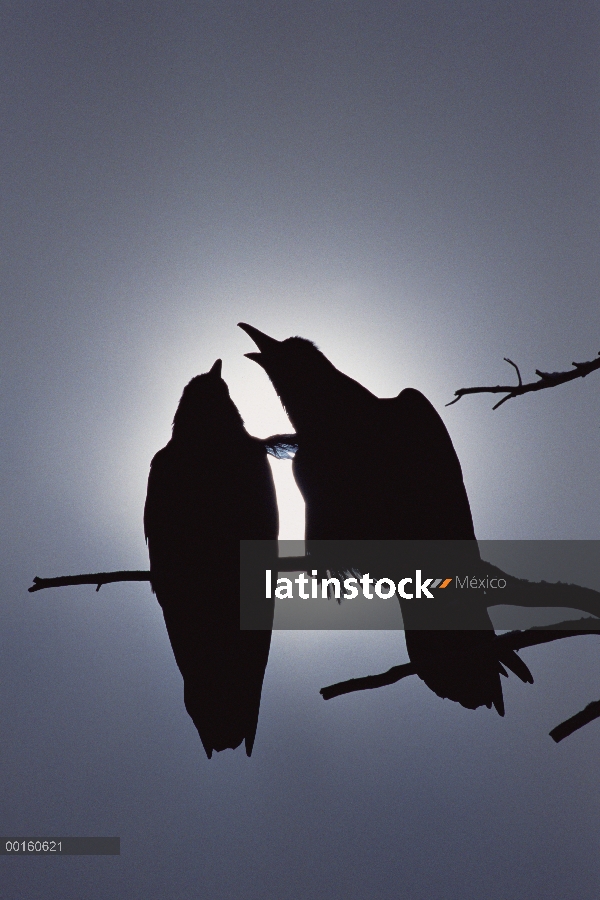 Común par de cuervo (Corvus corax), perchado en una rama, una llamada, iluminado por la luz solar fi