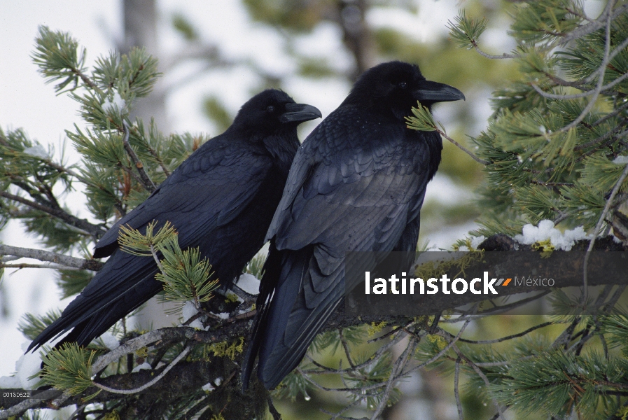 Par de cuervo (Corvus corax) común perchado en un árbol de pino cubierto de nieve, América del norte