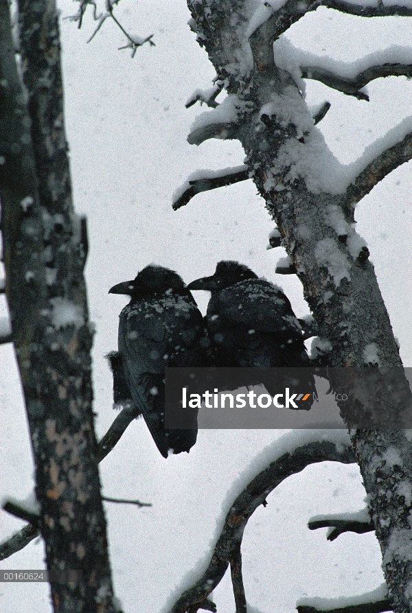 Común par de cuervo (Corvus corax), perchado en una pega durante una tormenta de nieve, América del 