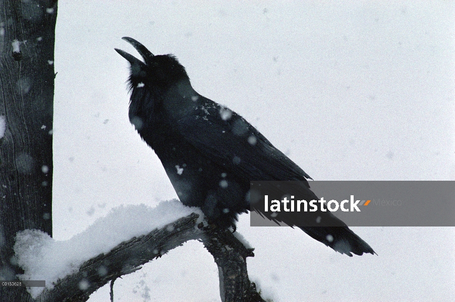 Cuervo común (Corvus corax) comer nieve durante una tormenta de nieve, América del norte