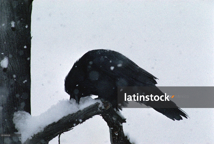 Cuervo común (Corvus corax) comer nieve durante una tormenta de nieve, América del norte