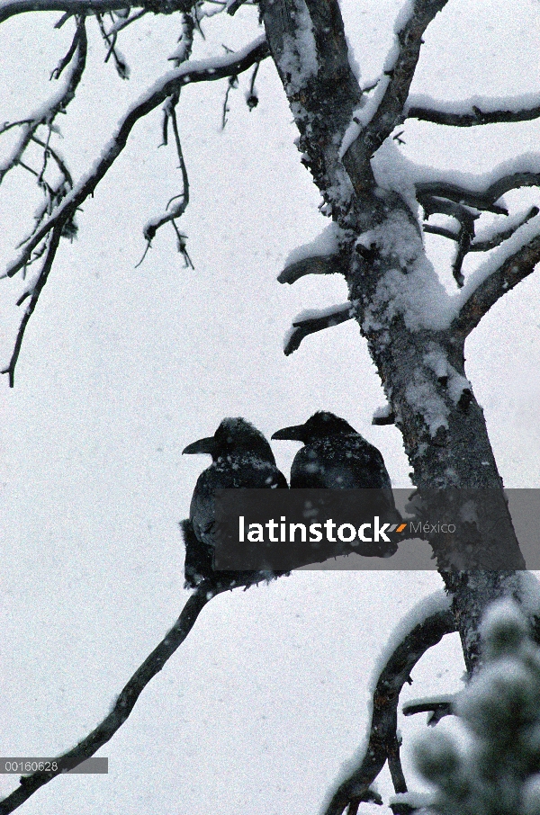 Común par de cuervo (Corvus corax), perchado en una pega durante una tormenta de nieve, América del 