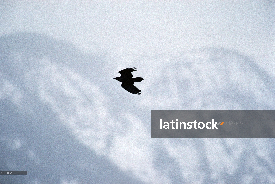 Cuervo común (Corvus corax) volando, América del norte