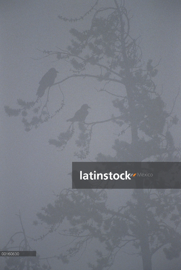 Trío de cuervo (Corvus corax) común perchado en un árbol de pino durante una tormenta de nieve, Amér