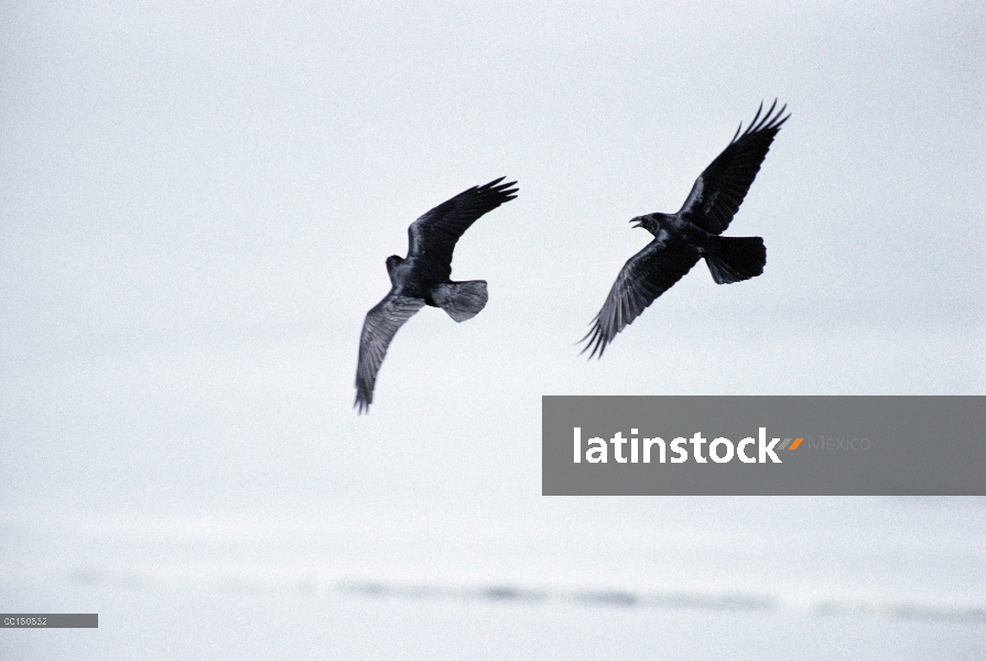 Común par de cuervo (Corvus corax) en la batalla aérea por derechos territoriales, el Parque Naciona