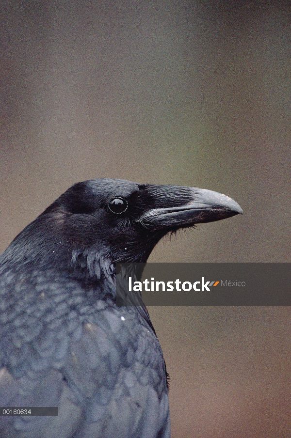 Retrato común de cuervo (Corvus corax), Parque Nacional de Yellowstone, Wyoming