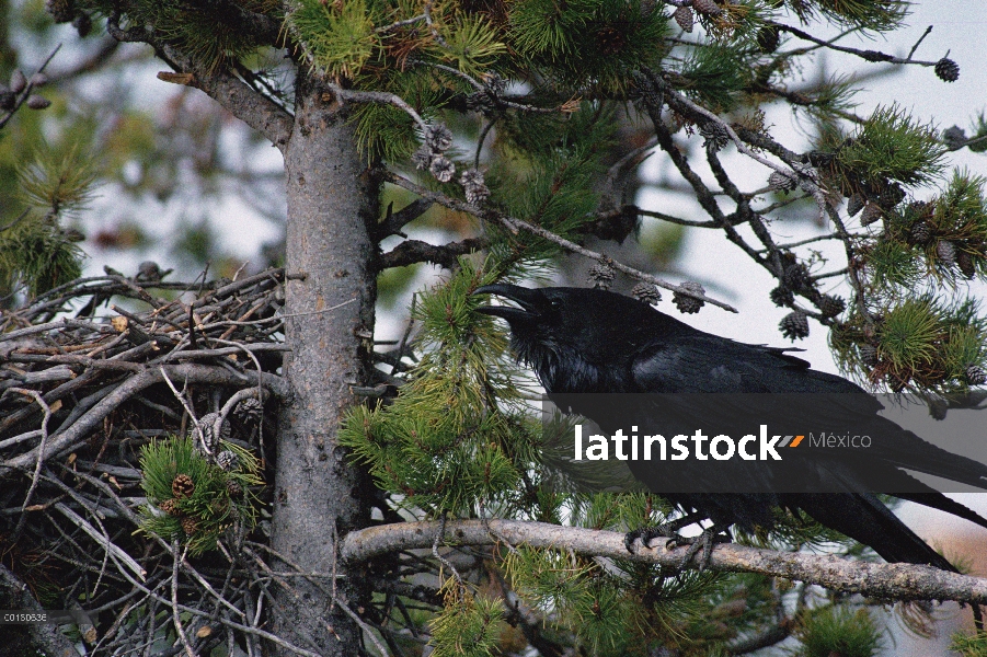 Cuervo común (Corvus corax) llamar posado junto a su nido en un árbol de pino, América del norte