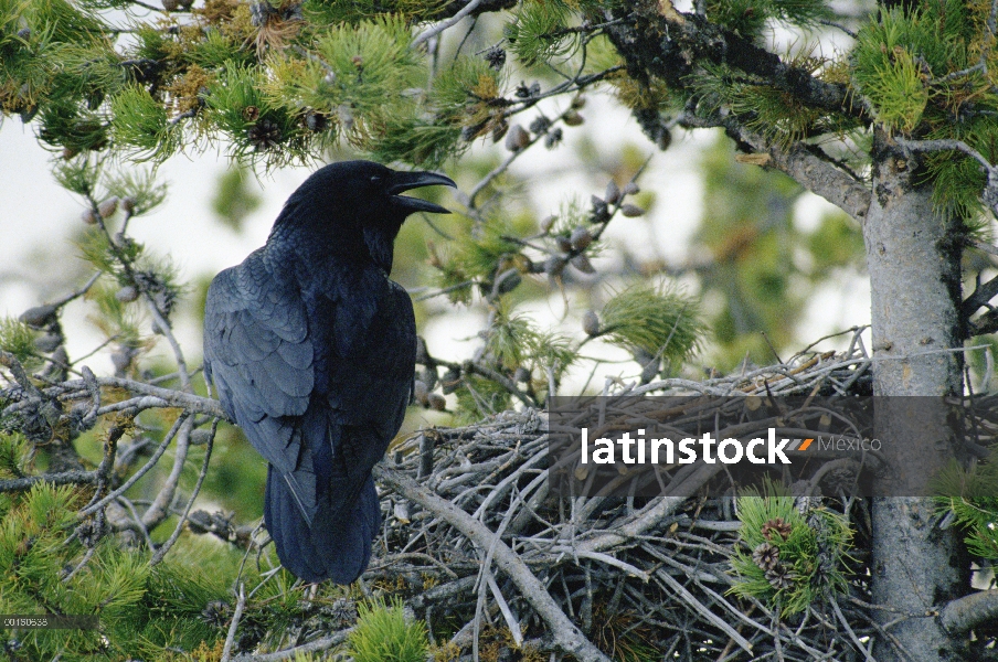 Cuervo común (Corvus corax) llamar posado junto a su nido en un árbol de pino, América del norte