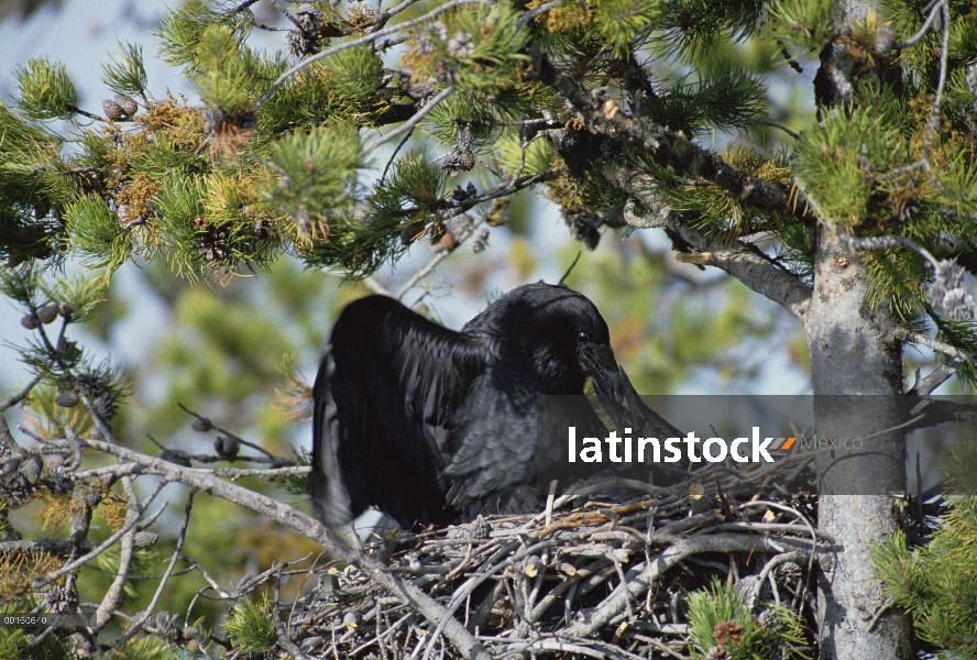 Común Cuervo (Corvus corax) compañeros macho con una hembra en su nido mientras que su pareja está l