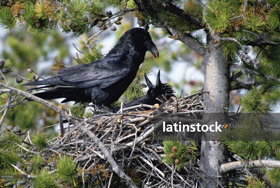 Común Cuervo (Corvus corax) compañeros macho con una hembra en su nido mientras que su pareja está l