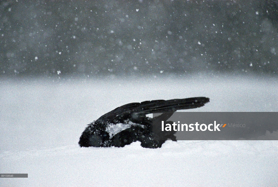 Cuervo común (Corvus corax) bañarse en nieve fresca después de alimentarse de un cadáver de ciervo, 