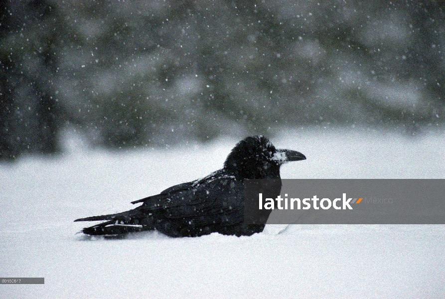 Cuervo común (Corvus corax) bañarse en nieve fresca después de alimentarse de un cadáver de ciervo, 