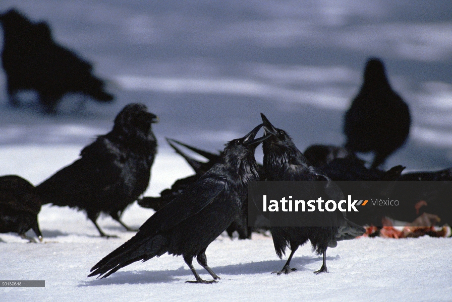 Lucha común de Grupo Cuervo (Corvus corax) sobre un cadáver de castor, Idaho