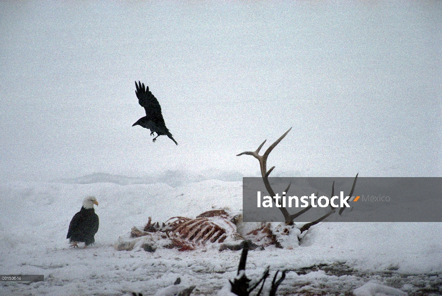 Común Cuervo (Corvus corax) y el águila calva (Haliaeetus leucocephalus) en el canal de Elk, Parque 