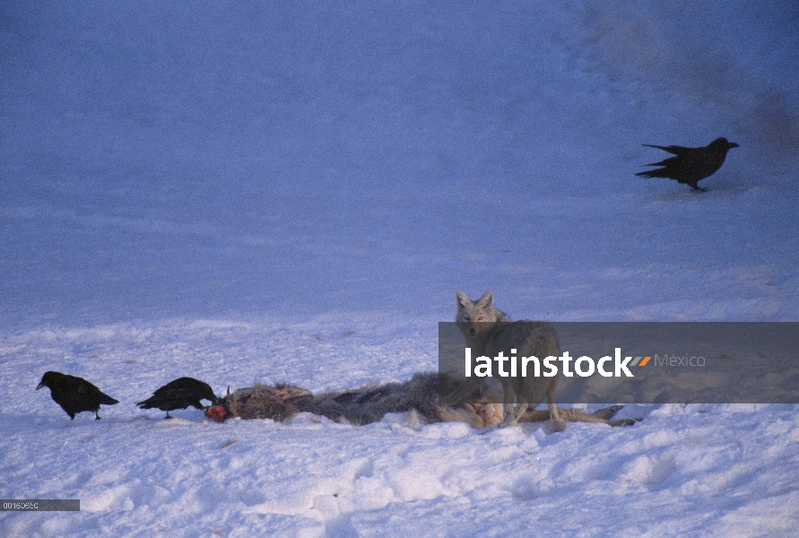 Grupo común de cuervo (Corvus corax) y Coyote (Canis latrans) alimentándose de un canal, Parque Naci