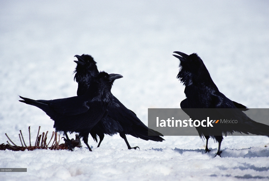 Grupo común de cuervo (Corvus corax) combates cerca de un canal, Parque Nacional de Yellowstone, Wyo