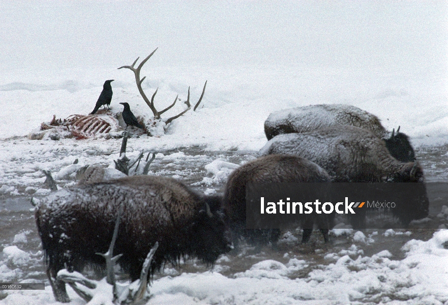 Grupo común de cuervo (Corvus corax) alimentándose de un cadáver de alces, bisonte (Bison bison) a p