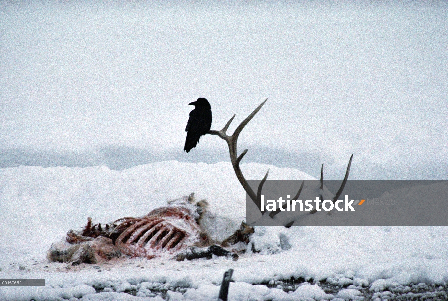 Cuervo común (Corvus corax) perchando en la cornamenta de un canal de elk, Parque Nacional de Yellow