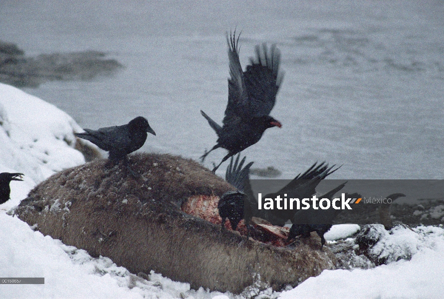 Grupo común de cuervo (Corvus corax) alimentándose de un cadáver de Elk (Cervus elaphus), Parque Nac