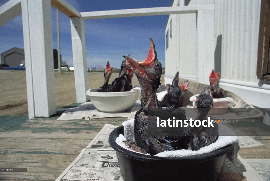 Común polluelos de cuervo (Corvus corax) huérfano en el centro de rehabilitación pidiendo comida, Am