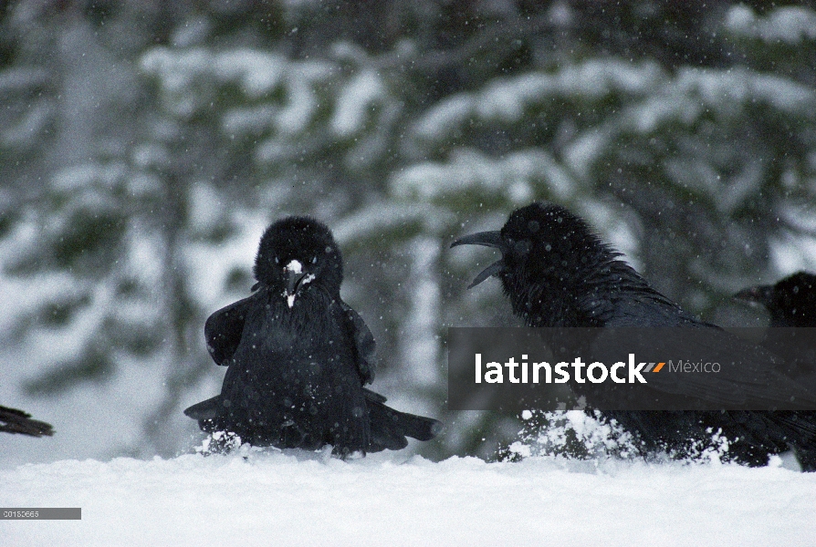 Grupo común de cuervo (Corvus corax) lucha en la nieve cerca de un canal, Parque Nacional de Yellows