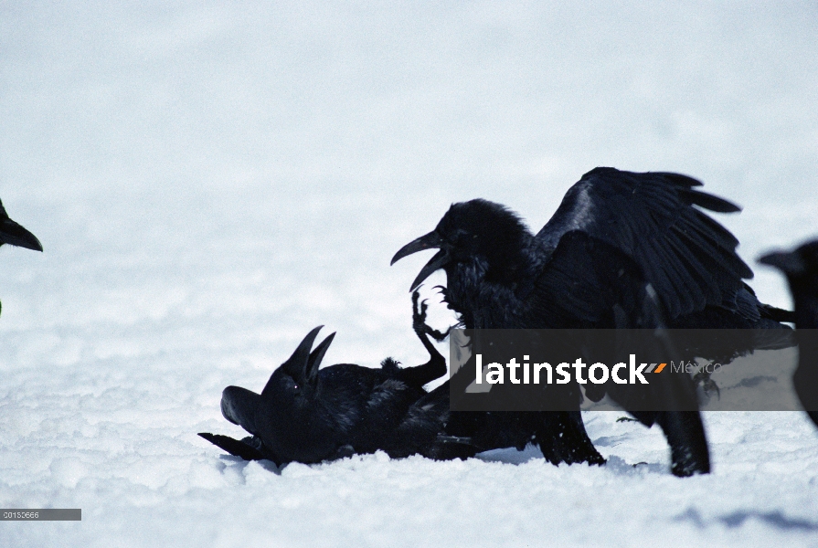 Grupo común de cuervo (Corvus corax) lucha en la nieve cerca de un canal, Parque Nacional de Yellows